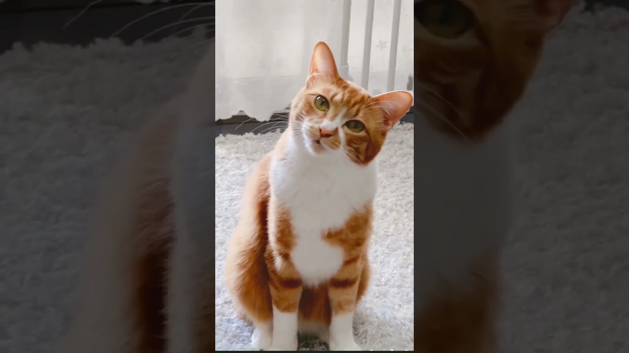 Cute meow from orange cat #shorts #cats #catlover #meow #meowing #kitty #orangecats