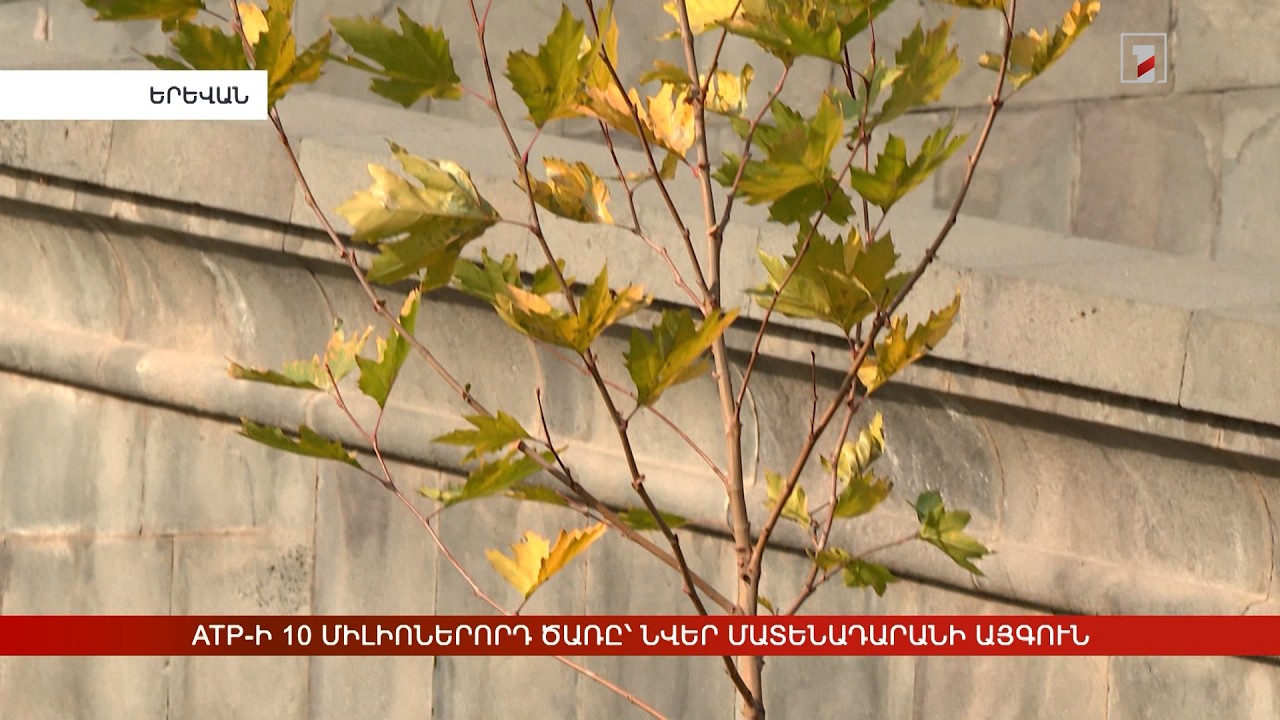 ATP-ի 10-միլիոներորդ ծառը՝ նվեր Մատենադարանի այգուն