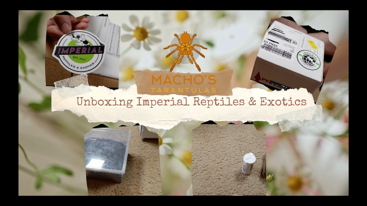 Imperial Reptiles & Exotics Unboxing