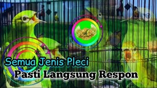 Download lagu Koloni Pleci Nembak   suara pleci Betina‼️ pleci Bahan auto emosi, Cocok Untuk Melatih Mental Pleci mp3