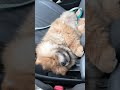 CHOW SLEEPING IN A CAR ZEE CHOW