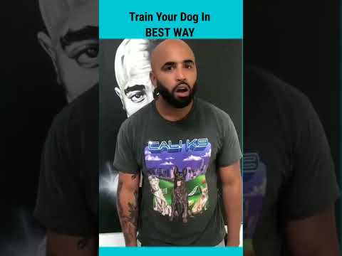 Train Your Dog In Best Way  | Dog Training Tips | Cute Dogs Videos | Pets #shorts