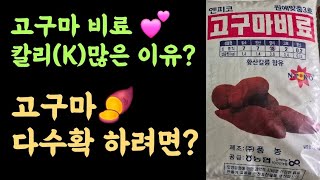 고구마비료???? 칼리(K)질 비료성분 많은 이유? ???? 고구마 다수확하려면?