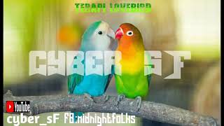 Download lagu terapi lovebird dengan air mengalir || terbaru || tanpa iklan!! mp3 Download lagu terapi lovebird dengan air mengalir || terbaru || tanpa iklan!! mp3