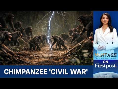 200 Chimpanzees Embroiled in 'Civil War': Infants Killed, Organs Ripped Off | Vantage on Firstpost