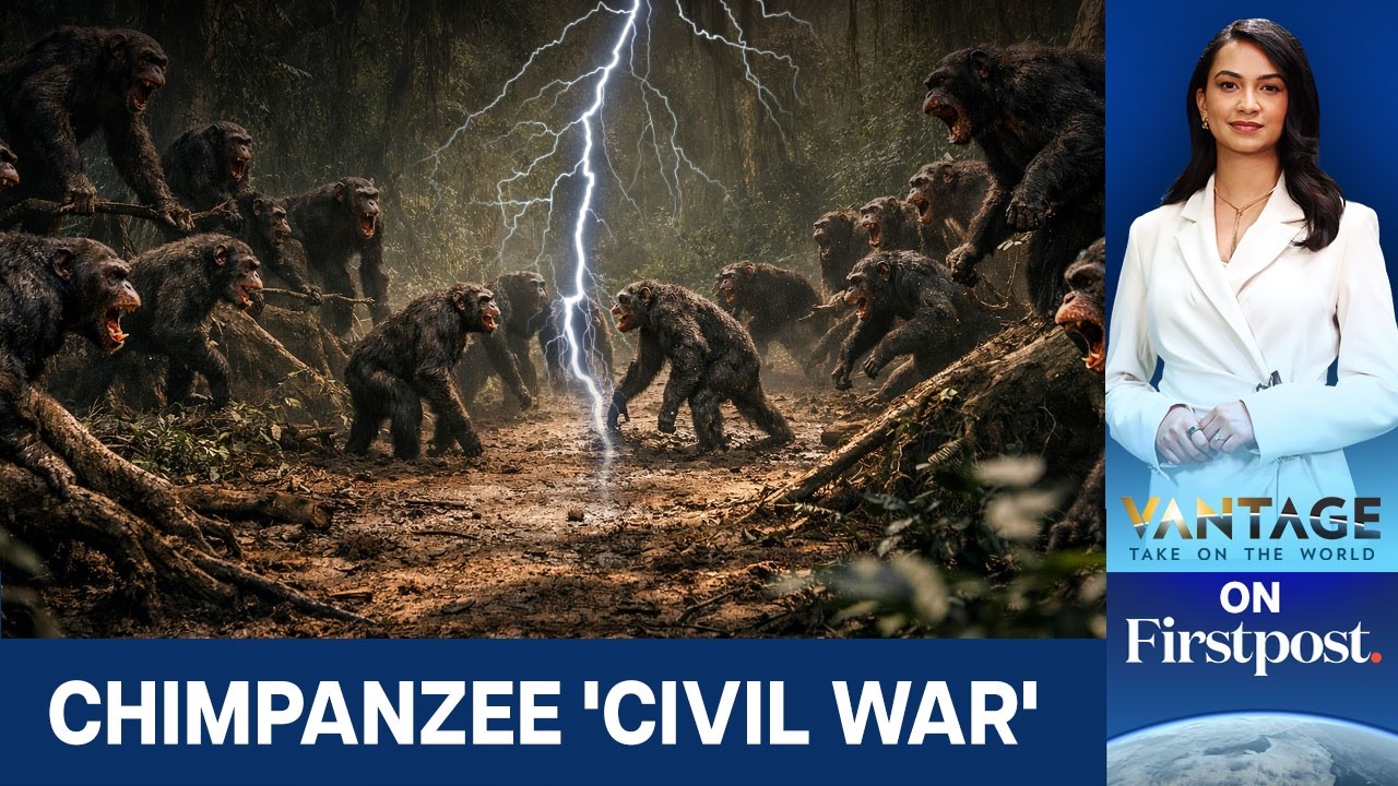 200 Chimpanzees Embroiled in 'Civil War': Infants Killed, Organs Ripped Off | Vantage on Firstpost