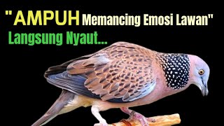 Download lagu Suara Burung Tekukur KUK 1 Gacor Paling Ampuh Untuk Pancingan Yang Malas Bunyi mp3