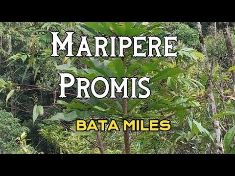 05. Bata Miles - Maripere Promise [Vol.7](2023)