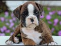 Boxer dogs for sale: Dexter  - Video 1