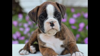 Video preview image #1 Boxer Puppy For Sale in GORDONVILLE, PA, USA