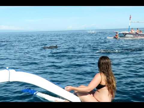 Following Wild Dolphins in North Bali | Bali Intro | Intro Travel