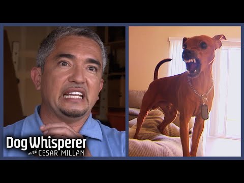 Cesar Millan VS Most Aggressive Dogs! Part 2 | Dog Whisperer Marathon