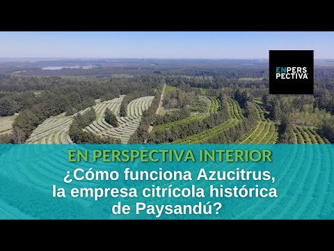 Azucitrus: Empresa citrícola histórica de Paysandú que innovó en riego y diseño de plantación