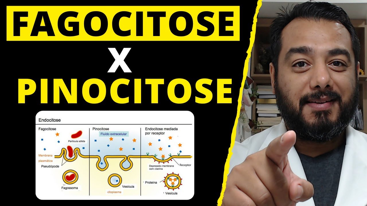 Fagocitose e Pinocitose: qual a diferença? O que são Endocitose, Exocitose e Clasmocitose?