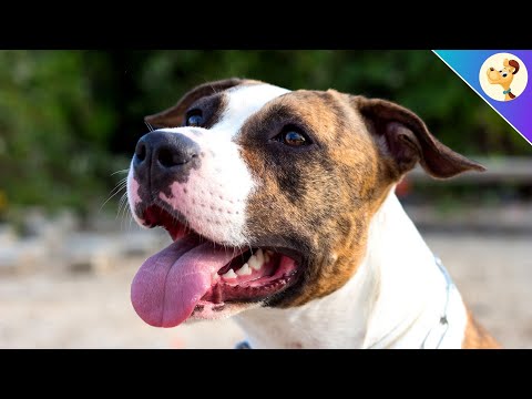 American Staffordshire Terrier ▶︎ Character, attitude & care ✅