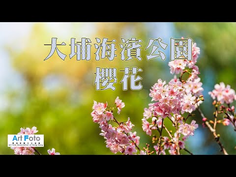 【攝影教學 #278】大埔海濱公園櫻花2023 (Hasselblad X2D, XCD135mm F2.8 + 1.7X extender) (CC 中文字幕) - Alex Fung FRPS