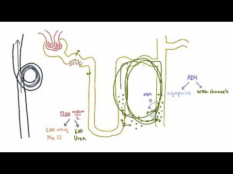 Role of Urea in the Kidney - Part 2