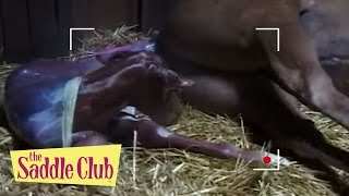The Saddle Club - Gift Horse | Season 01 Episode 15 | HD | Full Episode video