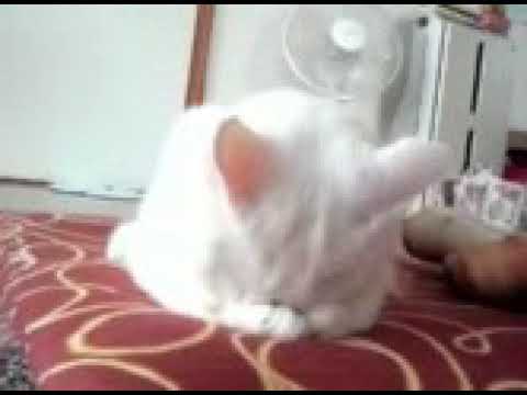 Pisică tristă😿😿😿