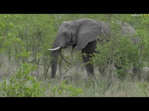 Safari Live : Fang our favorite Elephant has returned to Djuma Dec 01, 2017