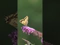 90ssong Whatsappstatus Lovestatus Payali Chunmun Nature Viralvideo Itsradharani