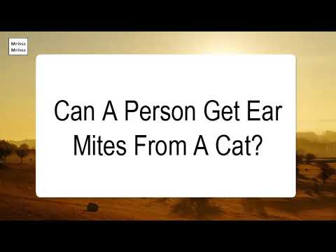 Can A Person Get Ear Mites From A Cat