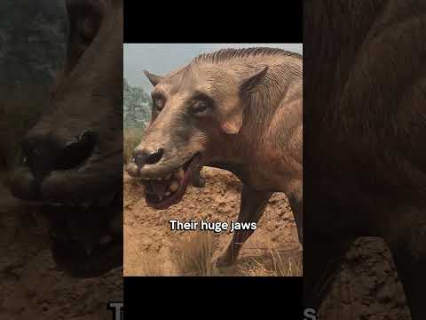 Entelodont | The Hell Pig