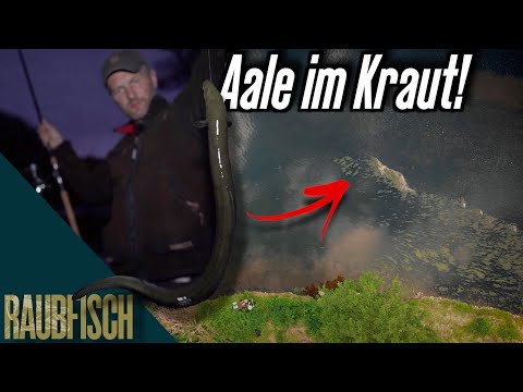 Kampf im Kraut - Auf Aale in der Sieg