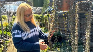 Super Affordable Plants in Torrance