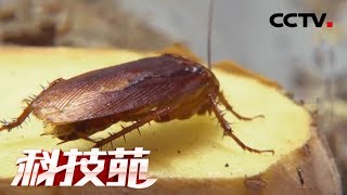 [閒聊] 沒人發現蟑螂越來越多了嗎