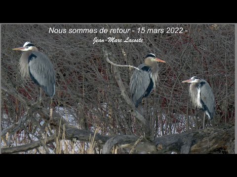 L'arrivée du printemps ! Vidéo de 2 minutes 15 ( 14 au 18 mars 2022 )