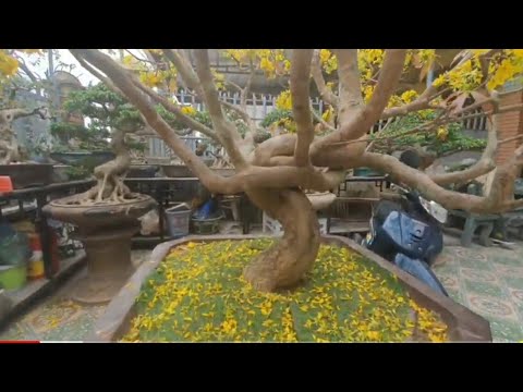 Chia sẻ Cây Mai Vàng đã chịu khí hậu miền bắc gần 20 năm quá nhiều hoa. Xin chia sẻ với mọi người.