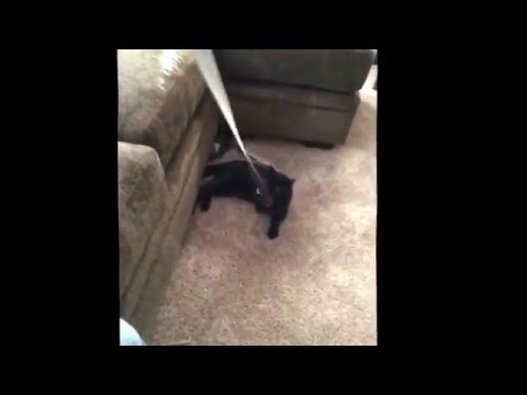 Bombay Cat playing with a ribbon "BatCat"