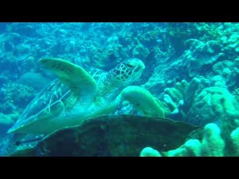 Relaxed Turtles, Bunaken (Nationalpark Bunaken),Indonesien