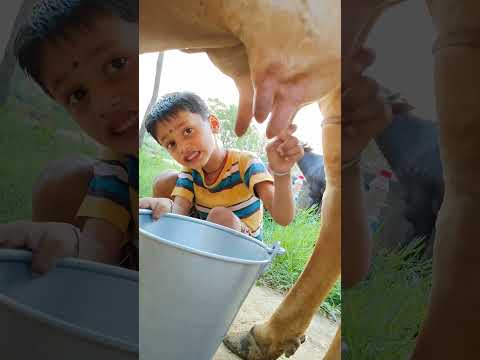 choti choti gaiya hg ty rh #love #song #funny