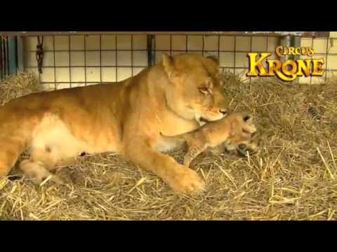 Circus Krone TV- Lion Babies