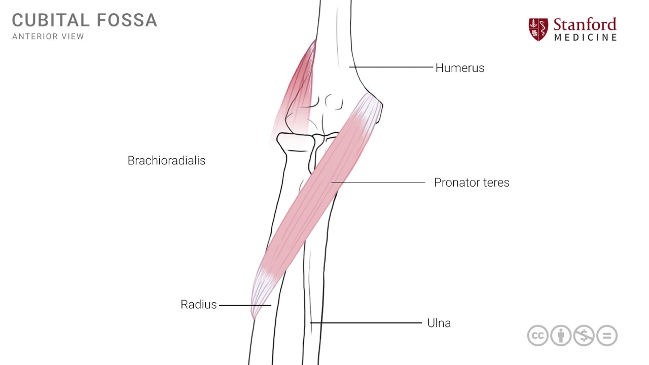 Anatomy of the Upper Limb: Cubital Fossa