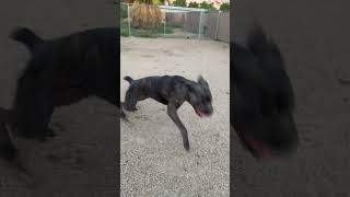 Video preview image #1 Mutt Puppy For Sale in Goodyear, AZ, USA