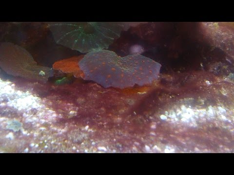How to remove cyano (red slime algae) from a reef tank.