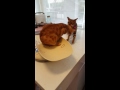 Twee katten