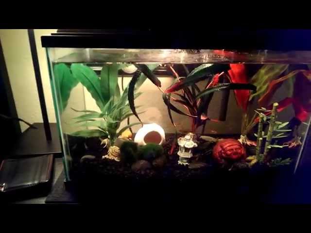 My betta fish Stewie's tank and his tank mates