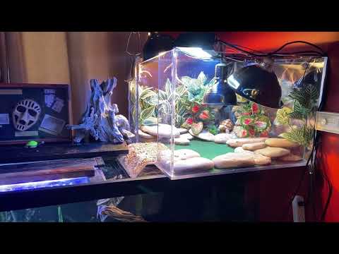 7 temperature zone turtle basking platform hello all