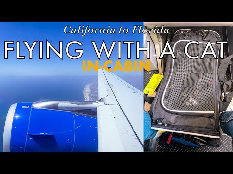 Flying across the USA with my cat (in cabin) | United Airlines