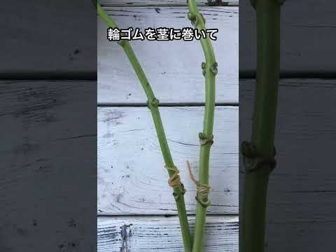 ガンナーフラワー 植物