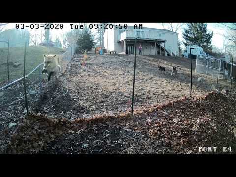 German Shepherds Chase Fox Away From Chicken Coop