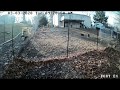 German Shepherds Chase Fox Away From Chicken Coop