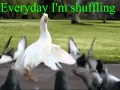 Everyday I'm shuffling! 