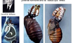 Lynn Riddiford - Juvenile Hormone and Insect Metamorphosis: The Status of the "Status Quo"
