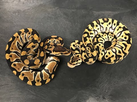 Cryptic Messages   I accidentally discovered a rare gene in my Ball Python collection!