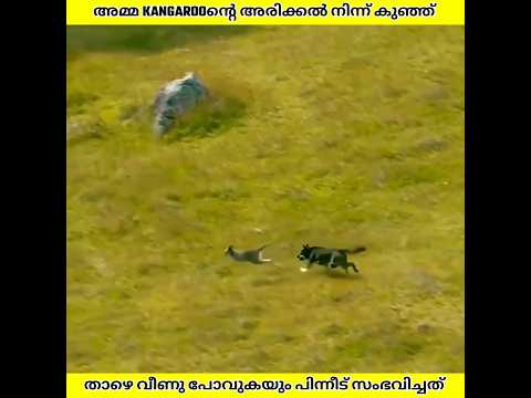 അമ്മ Kangarooന്റെ അടുക്കൽ നിന്ന് കുഞ്ഞ് താഴെ വീഴുകയും പിന്നീട് നടന്നത് | Ashik Uncovered | #shorts